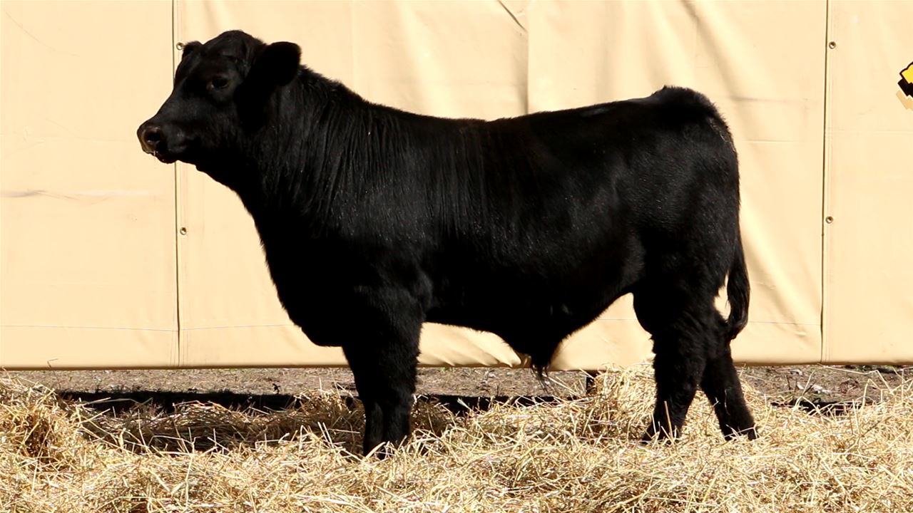 Best Black Bulls